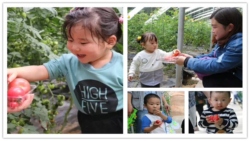 BBunion国际早教邯郸中心活动花絮：春季采摘